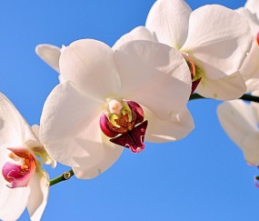 六合正规助孕捐卵机构，附正规捐卵机构报名表！